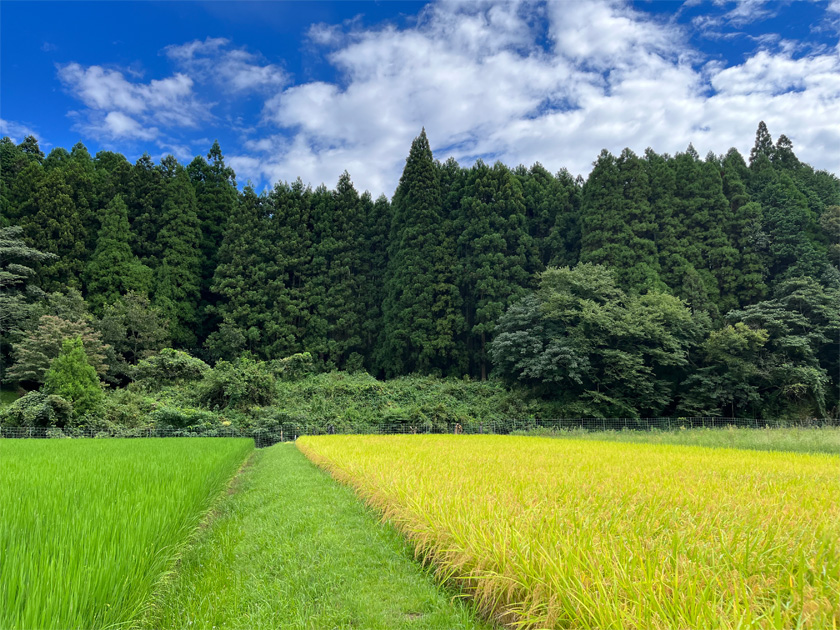 ひた農園のご紹介